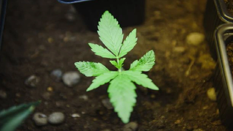 How to Store Exotic Strains Like Alien OG or Kind Kush for Maximum Freshness