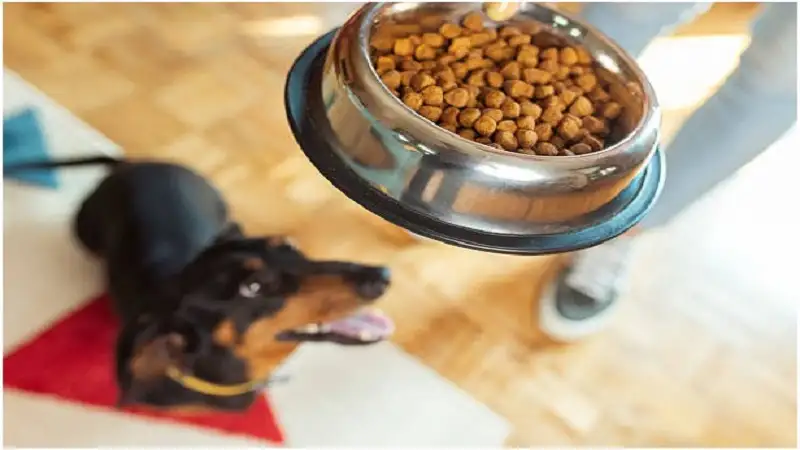 6 Pet-Friendly Home Design Ideas That Support Healthy Dog Nutrition